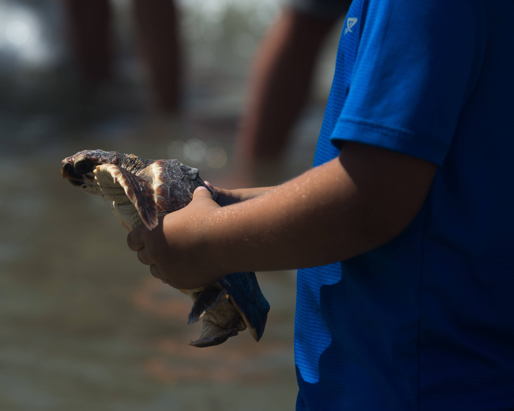 Auf Maio niestet die zweitgrößte Population der Caretta-Caretta-Schildkröten.