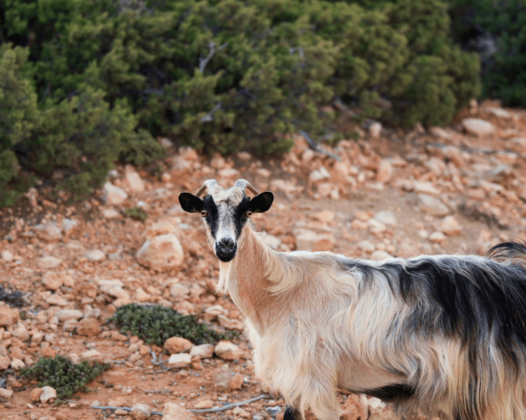 Einige Gebiete der Insel werden als Weidegebiet für Schafe und Ziegen genutzt.