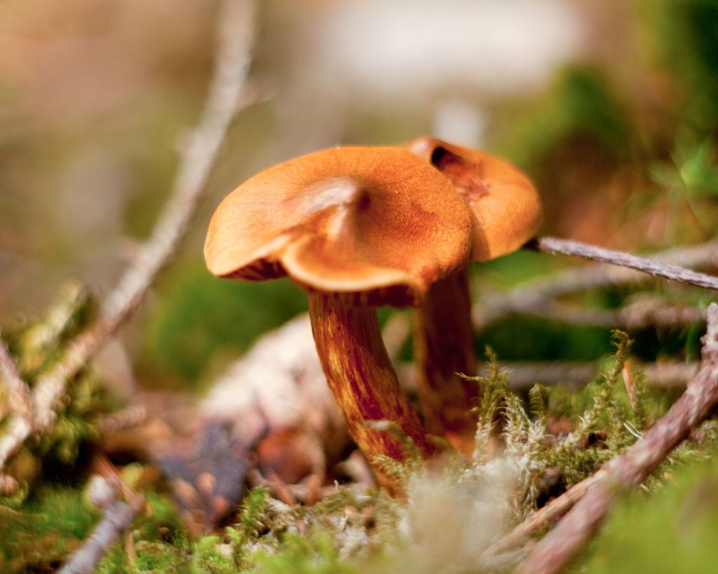 Spitzgebuckelter Raukopf