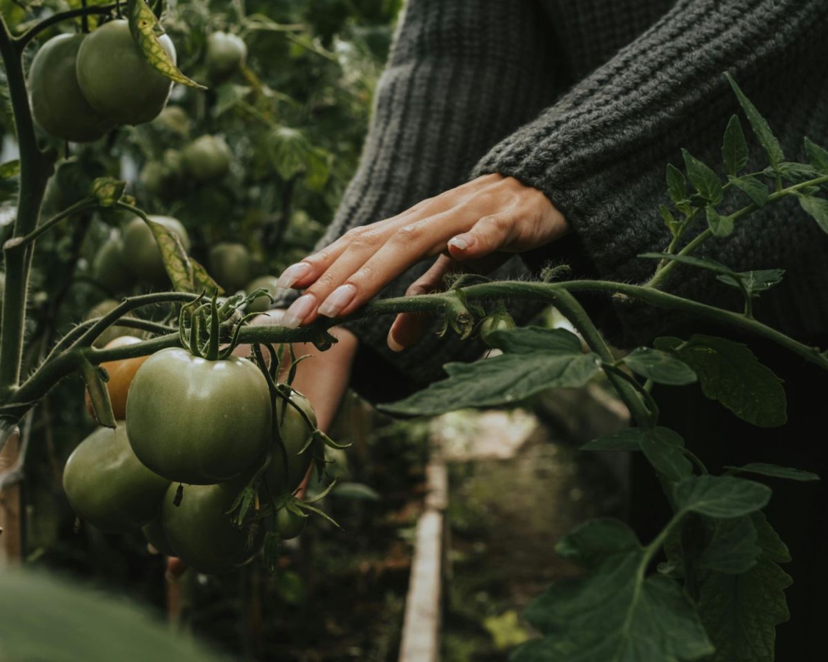 Frau berührt Tomaten
