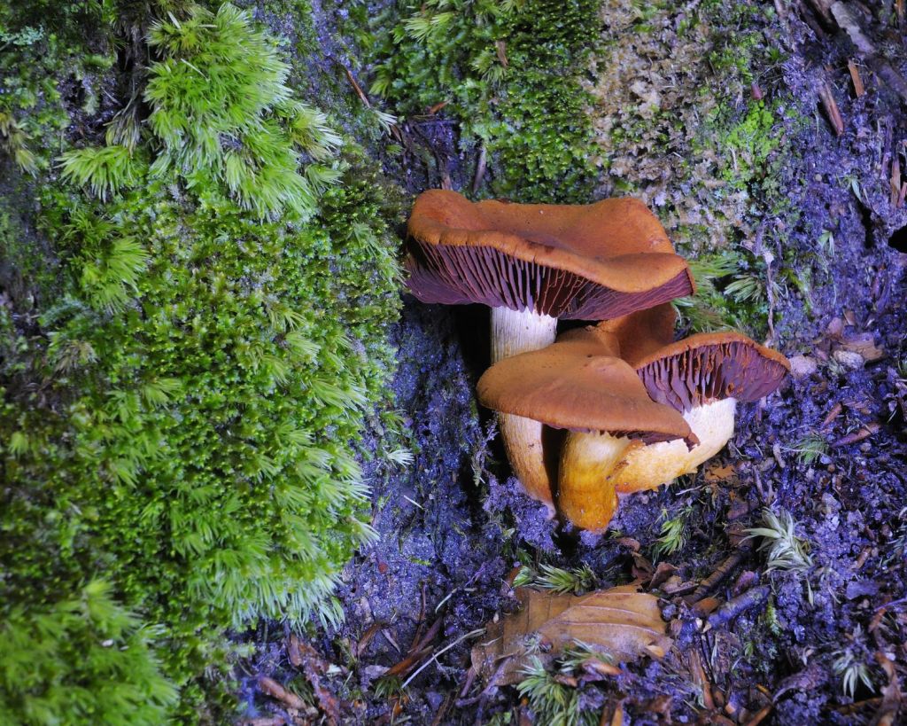 Orangefuchsiger Raukopf