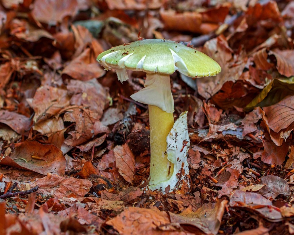 Grüner Knollenblätterpilz