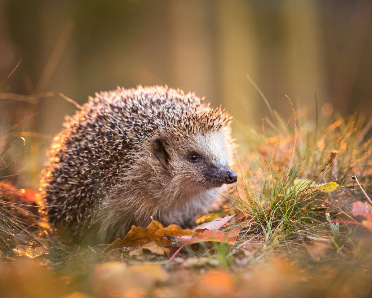 Igel im Herbst