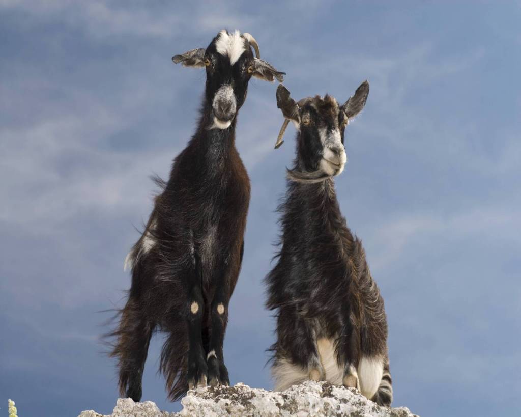 Auf der griechischen Insel kannst du viele regionale Köstlichkeiten probieren.
