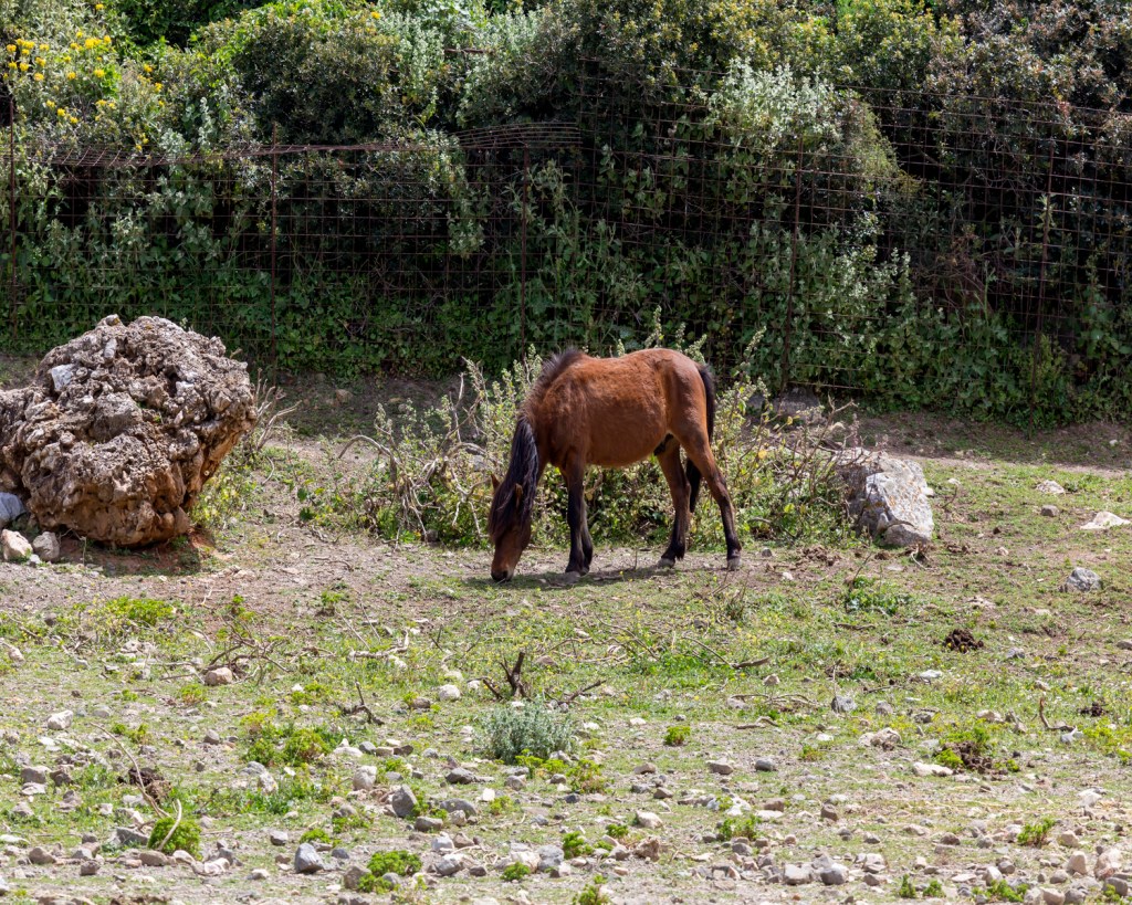 Die Skyros Ponys sind eine der kleinsten Pferderassen der Welt.
