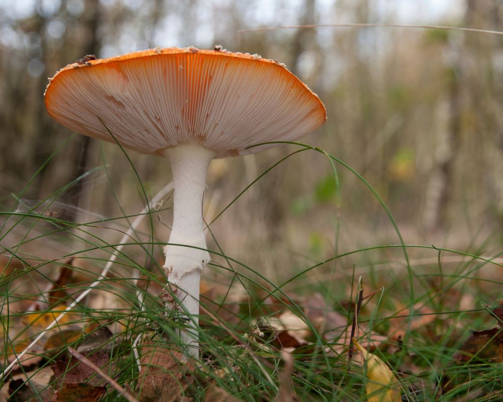 Kegelhütiger Knollenblätterpilz