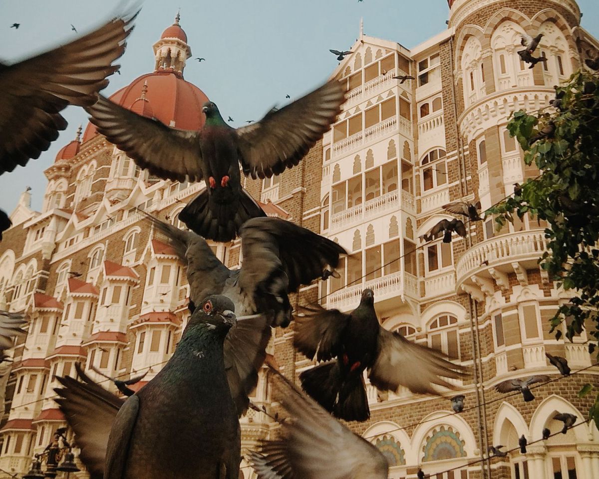 Fliegende Stadttauben