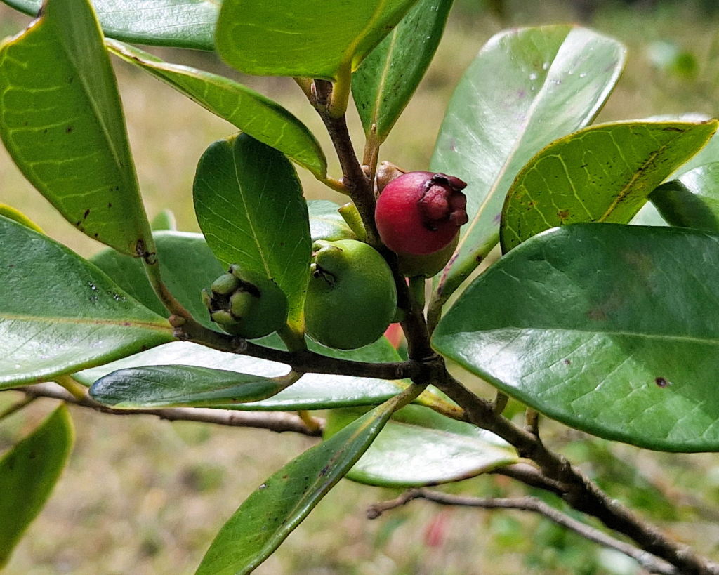 Die Komoren weisen eine üppige und vielfältige Vegetation auf, die von tropischen Wäldern und Savannen bis zu Küstenökosystemen wie Mangroven reicht.