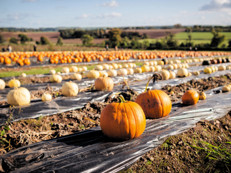 In Deutschland: Kürbisfelder, die gut zu erreichen sind.