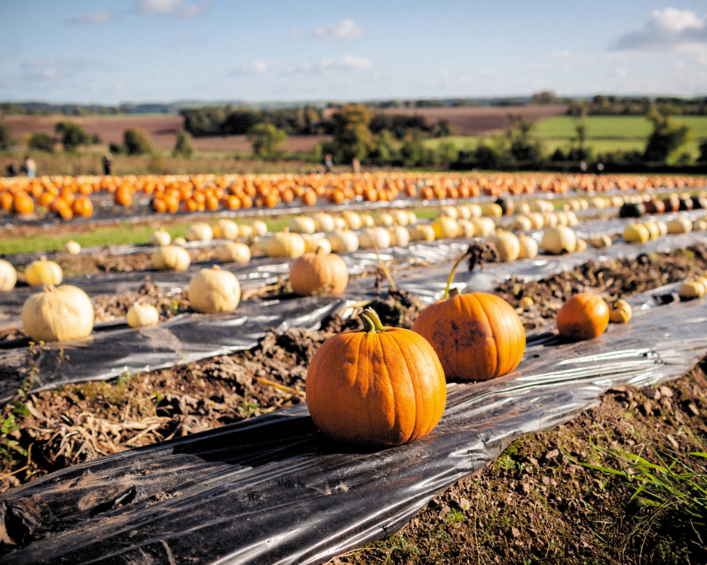In Deutschland: Kürbisfelder, die gut zu erreichen sind.
