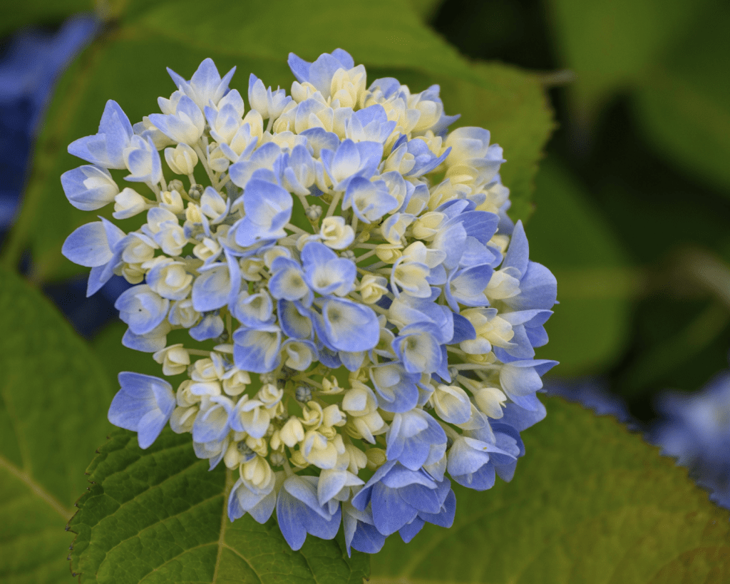 Faial ist die fünftgrößte Insel der portugiesischen Inselgruppe der Azoren. Sie wird wegen der vielen blauen Hortensienhecken auch Ilha Azul genannt.