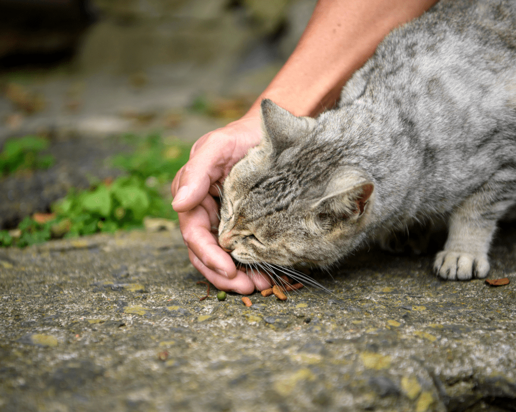 Hunde sind zum Schutz der Katzen auf der Insel verboten.