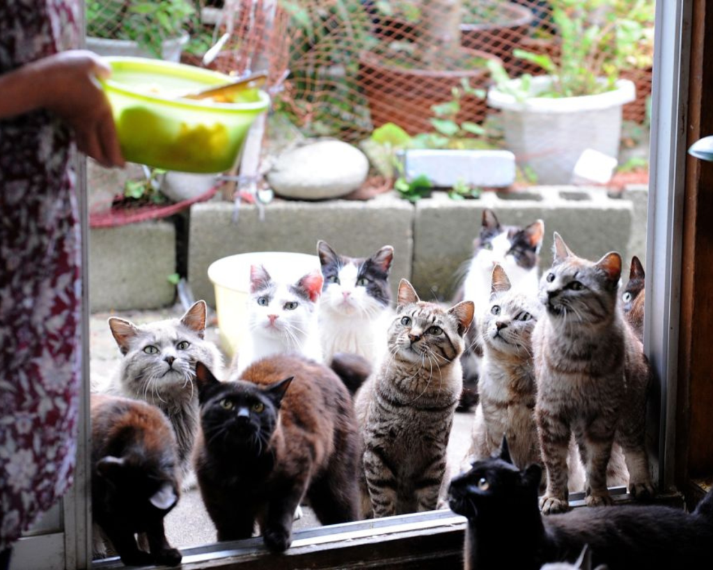 Die Katzen werden von den Einheimischen gefüttert, leben aber nicht bei ihnen.