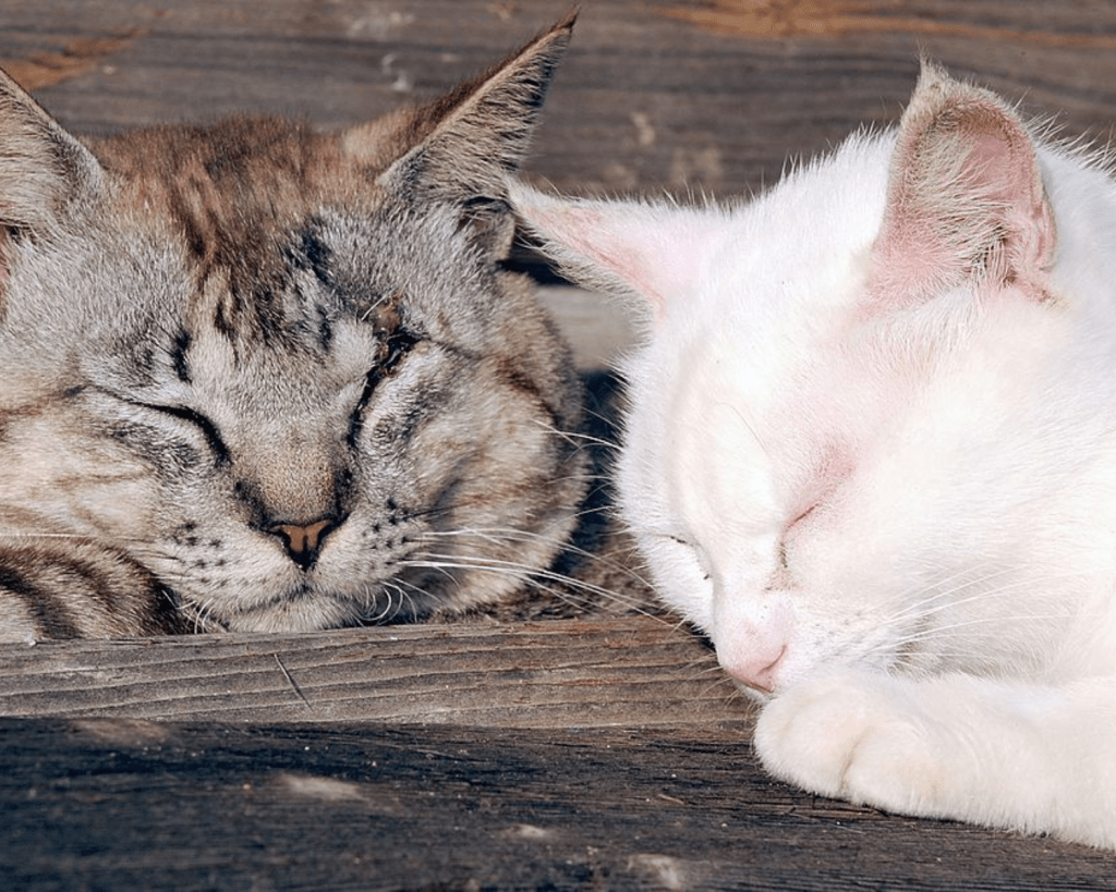 Auf der kleinen Insel Tashirojima vor der Küste Japans leben dreimal so viele Katzen wie Menschen.