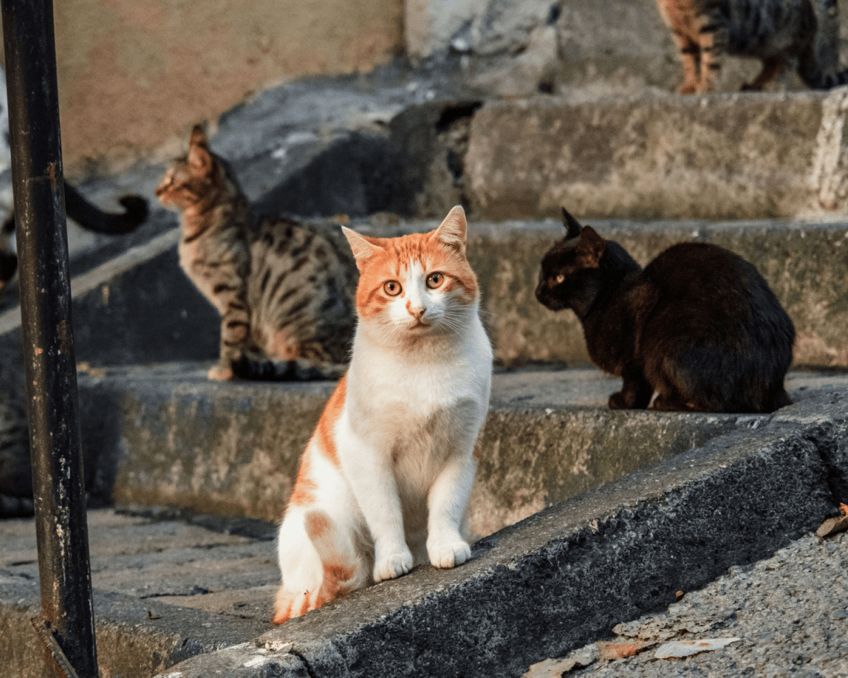 Mehr Katzen als Menschen: Auf dieser Insel haben die Fellnasen das Sagen – und nicht jeder ist willkommen!