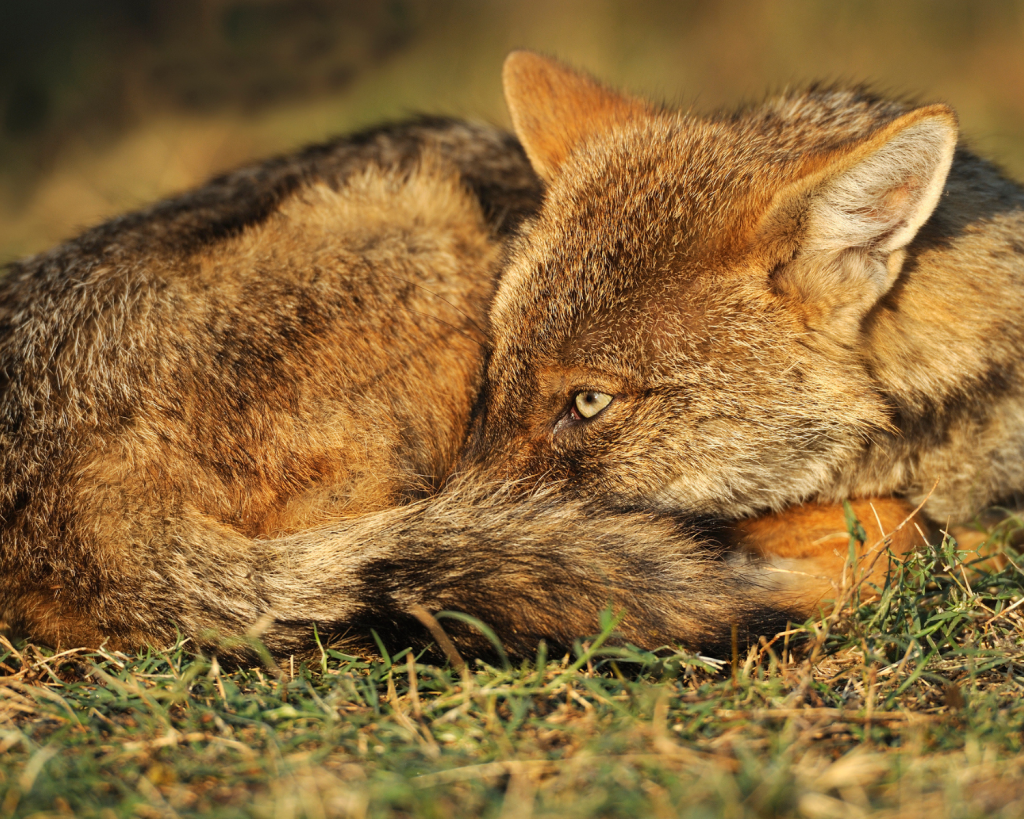In Deutschland wurde der erste Goldschakal 1997 in Brandenburg nachgewiesen. 
