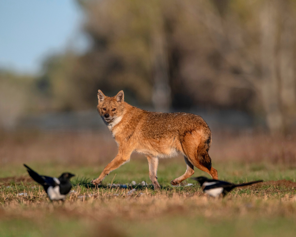 Er ist etwas größer als ein Fuchs, aber deutlich kleiner als ein Wolf, mit dem er dennoch oft verwechselt wird.