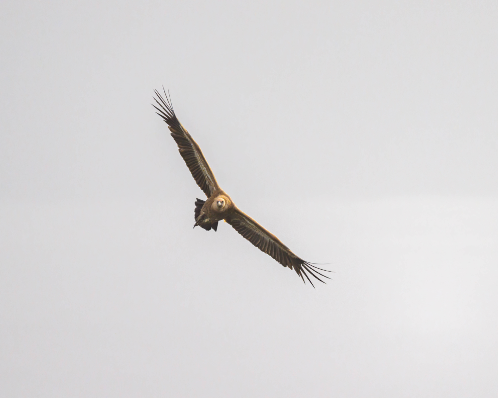 Die Insel Cres ist eine der seltenen, noch übrig gebliebenen Brutstätten des Gänsegeiers.
