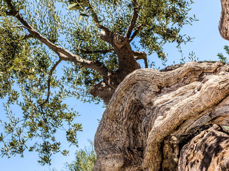 Geheimtipp Griechenland: Dieser Baum trägt seit 2000 Jahren Früchte – und ist einer der ältesten der Welt!