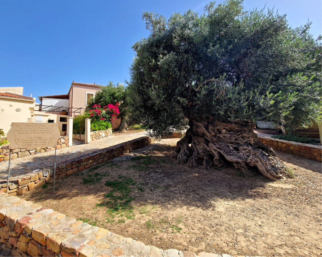 Das Besondere: Der Baum trägt bis heute Früchte.