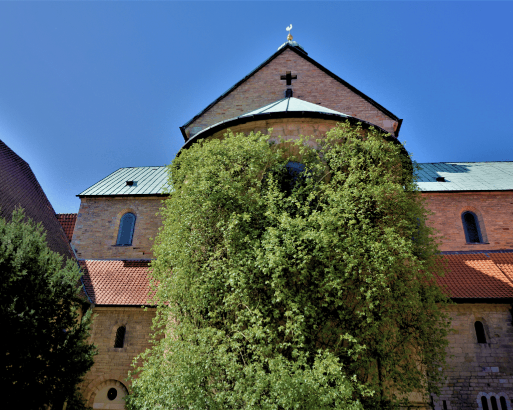Der Rosenstock an der Apsis des Doms gilt als Wahrzeichen der Stadt Hildesheim.