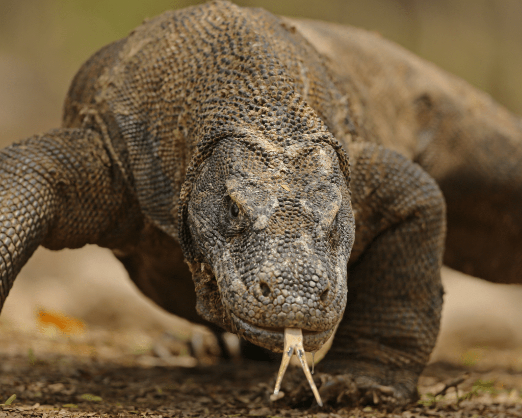 Bekannt wurde die Insel vor allem durch den Komodowaran, die größte gegenwärtig lebende Echsenart der Welt.